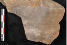 Foto (Detailansicht) von Taeniopteris moravica Ettingshausen (NHMW-GEO-2024-0188-10929)